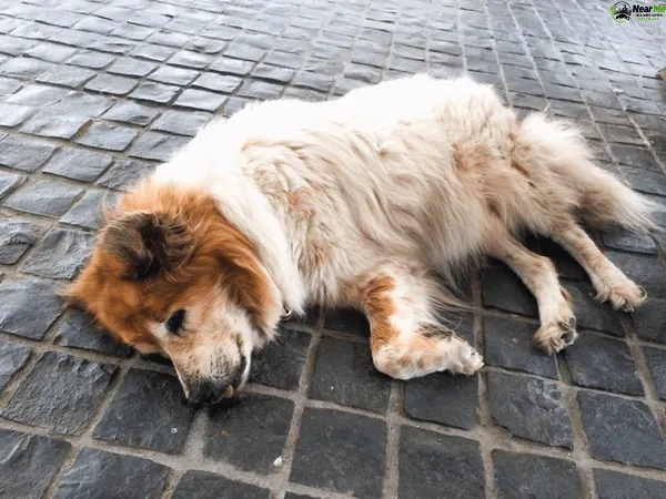 Dead Dog Removal